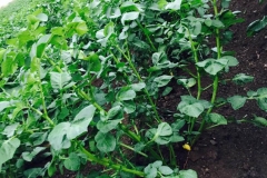 unsere Bio kartoffeln